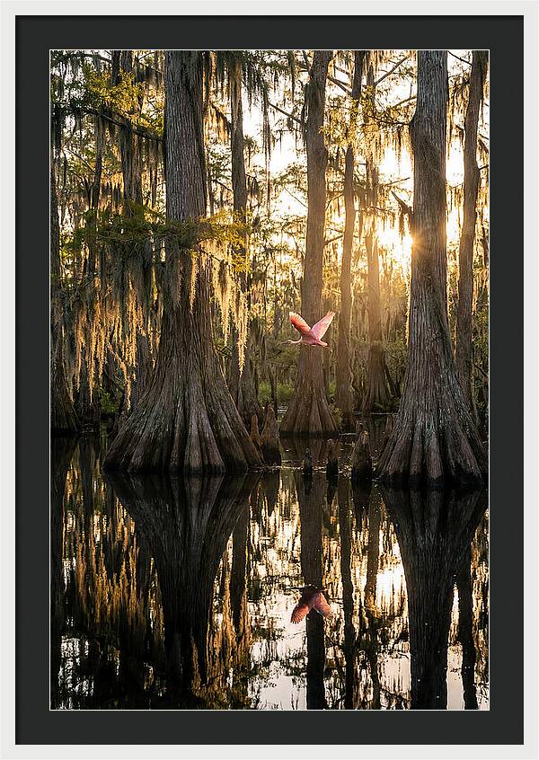 Cypress Dome At Golden Hour