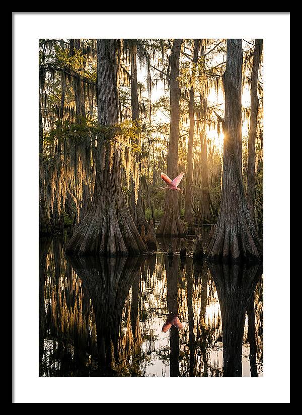 Cypress Dome At Golden Hour