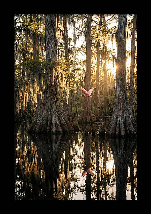 Cypress Dome At Golden Hour