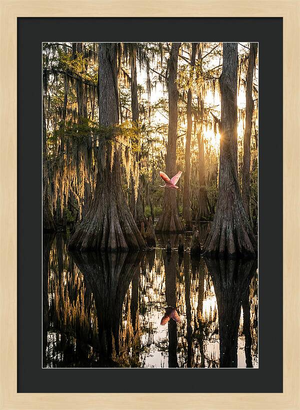 Cypress Dome At Golden Hour