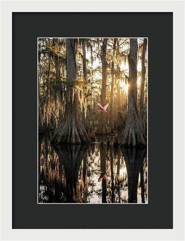 Cypress Dome At Golden Hour