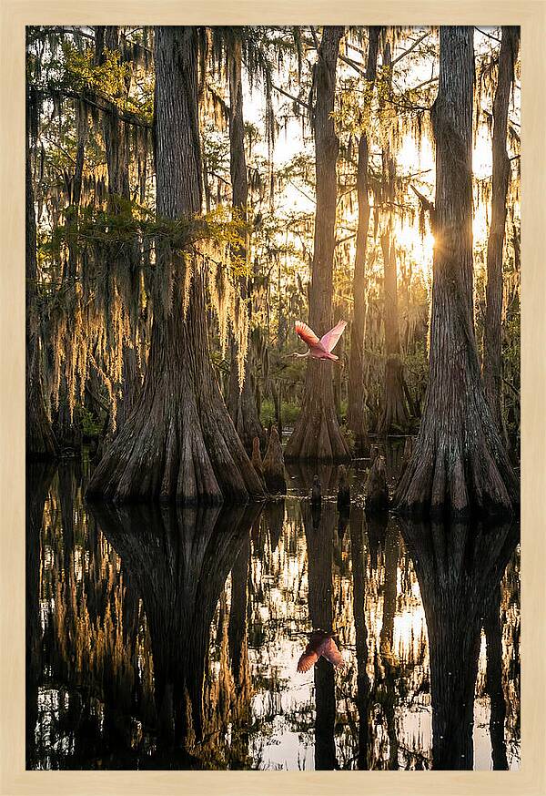 Cypress Dome At Golden Hour