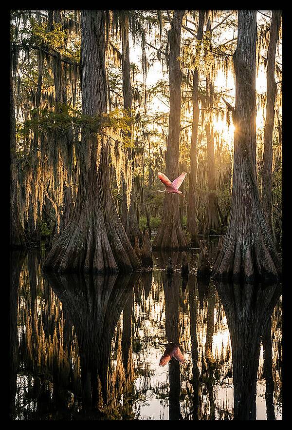 Cypress Dome At Golden Hour