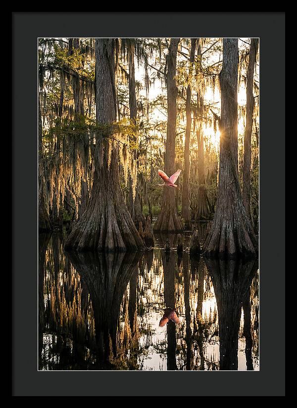 Cypress Dome At Golden Hour