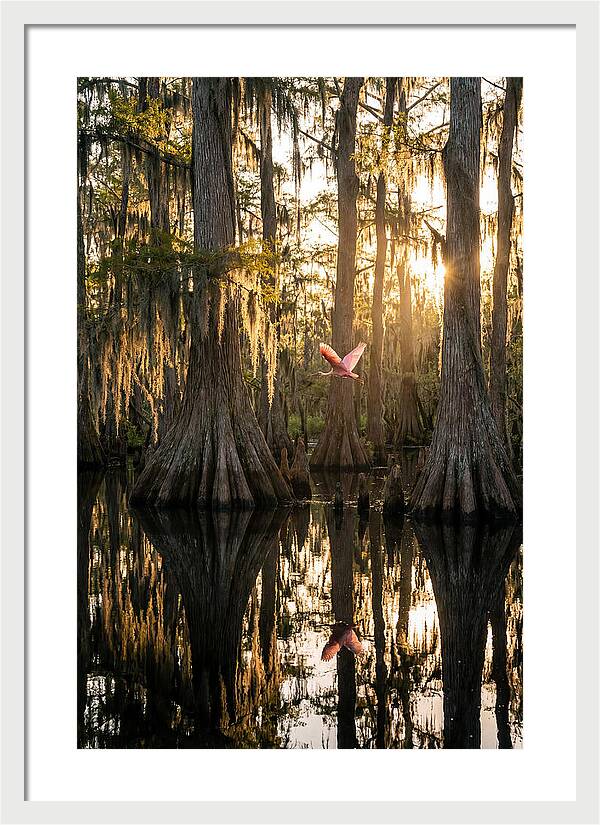Cypress Dome At Golden Hour