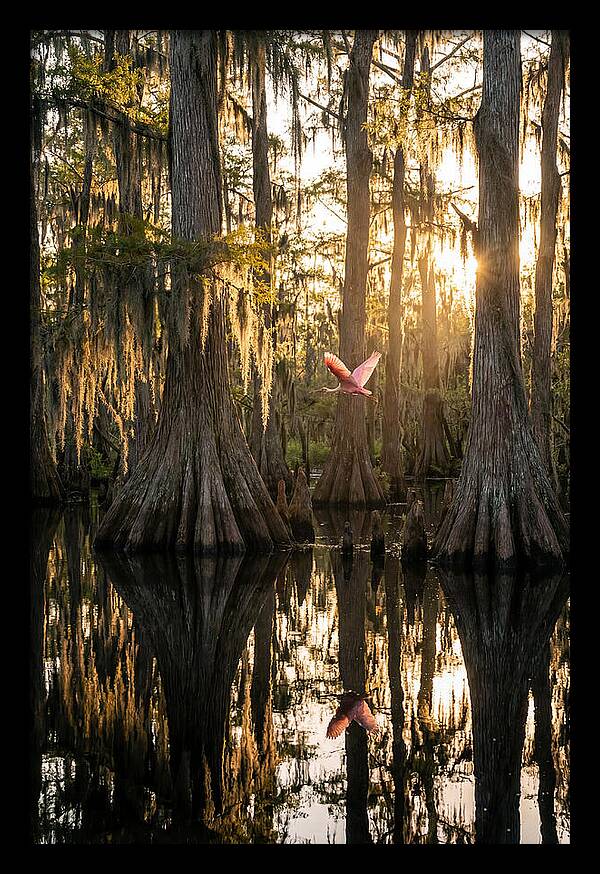 Cypress Dome At Golden Hour