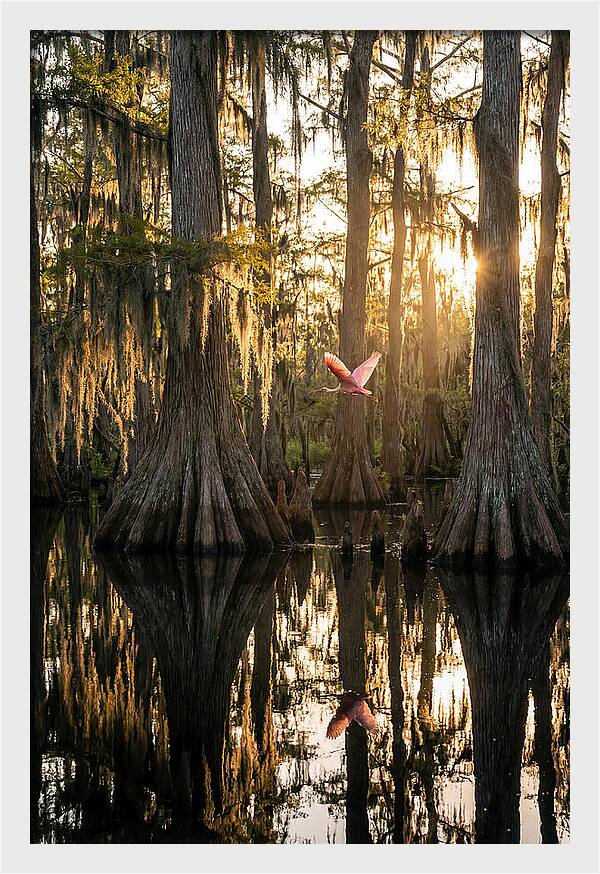 Cypress Dome At Golden Hour