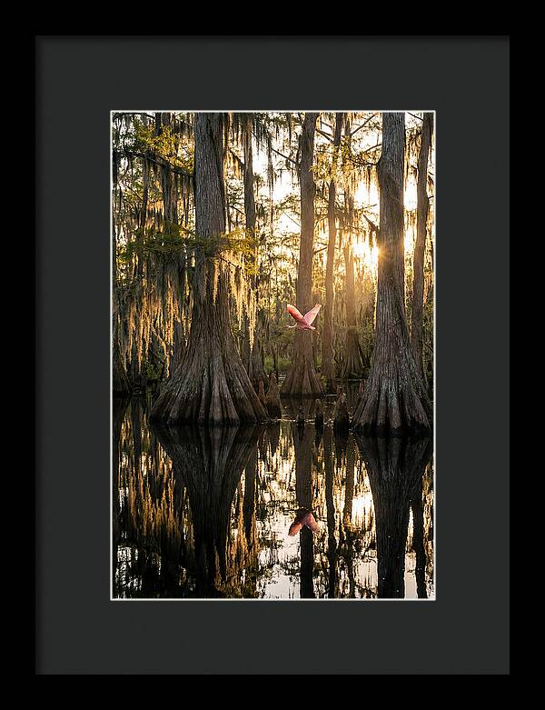 Cypress Dome At Golden Hour