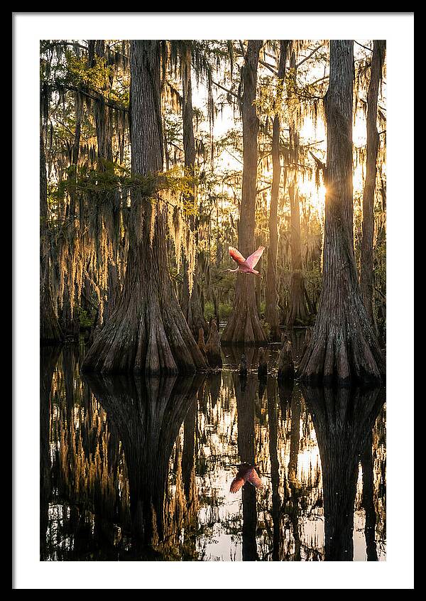 Cypress Dome At Golden Hour