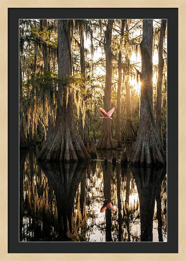 Cypress Dome At Golden Hour