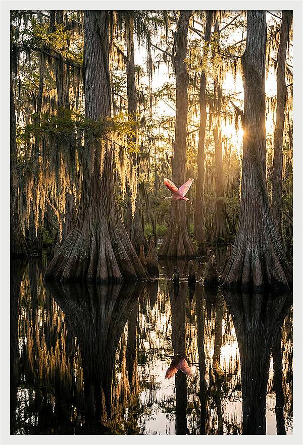 Cypress Dome At Golden Hour