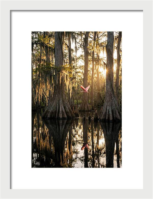 Cypress Dome At Golden Hour