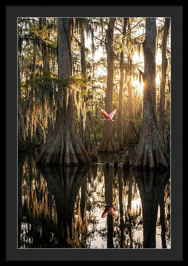 Cypress Dome At Golden Hour