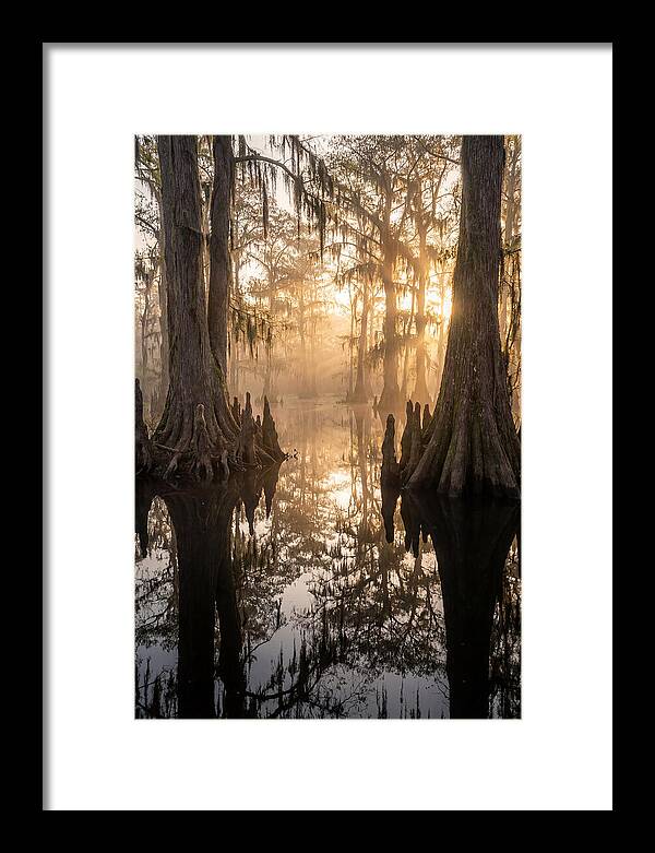 Cypress Swamp Serenity