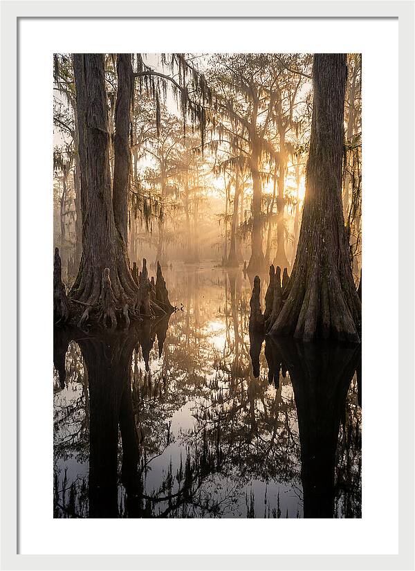 Cypress Swamp Serenity