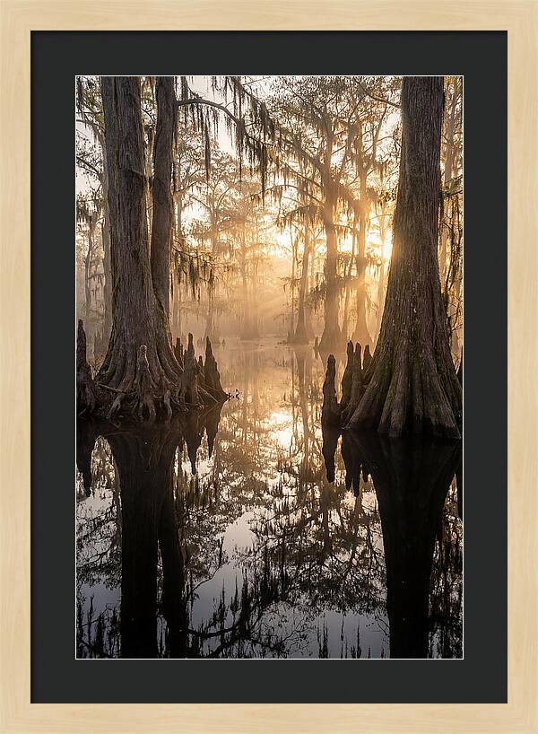 Cypress Swamp Serenity