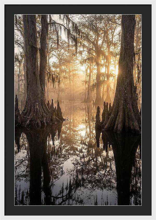 Cypress Swamp Serenity