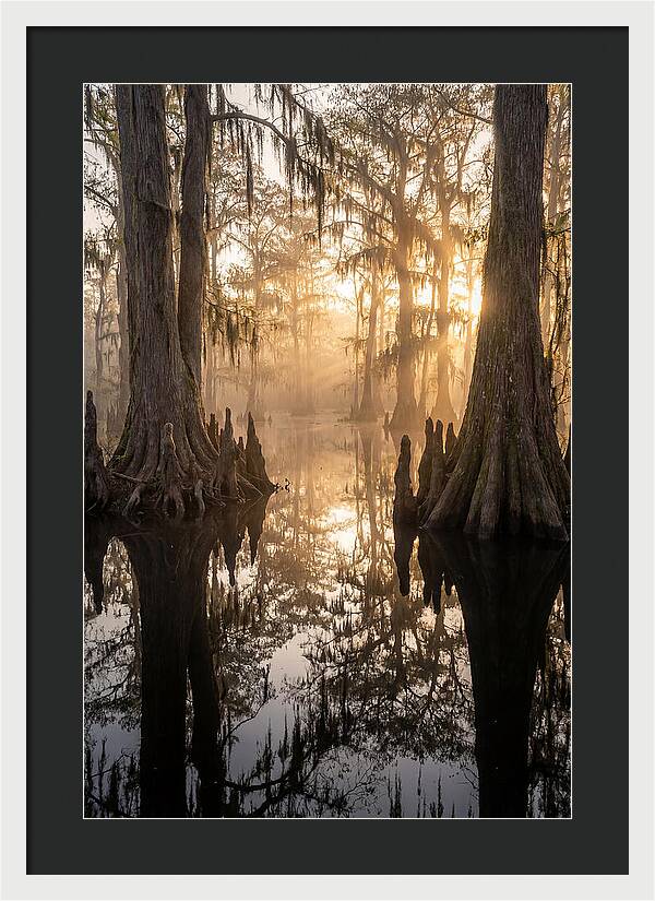 Cypress Swamp Serenity