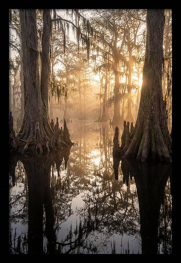 Cypress Swamp Serenity