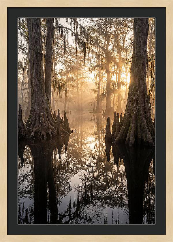 Cypress Swamp Serenity