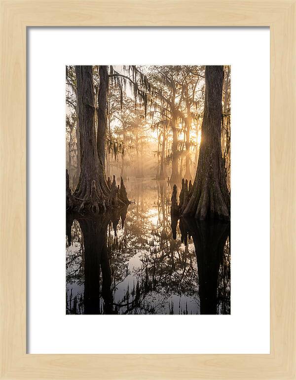 Cypress Swamp Serenity
