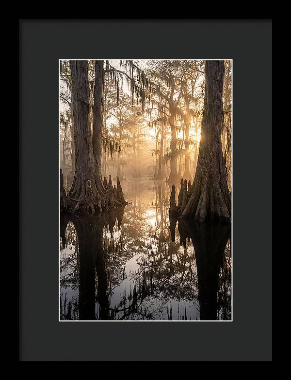 Cypress Swamp Serenity