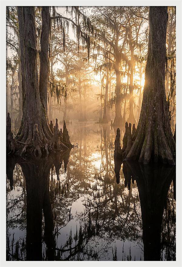 Cypress Swamp Serenity