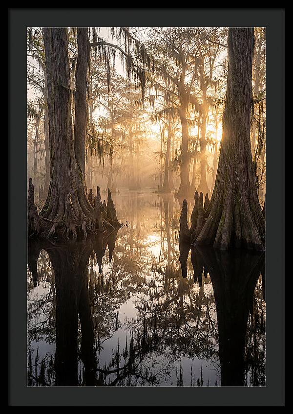 Cypress Swamp Serenity
