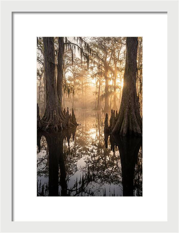 Cypress Swamp Serenity