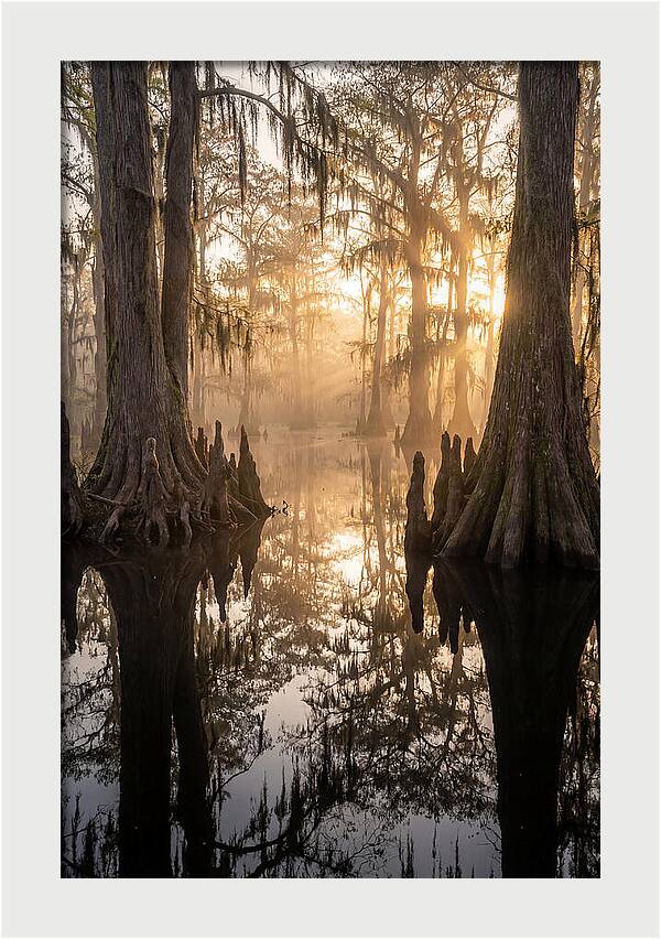 Cypress Swamp Serenity