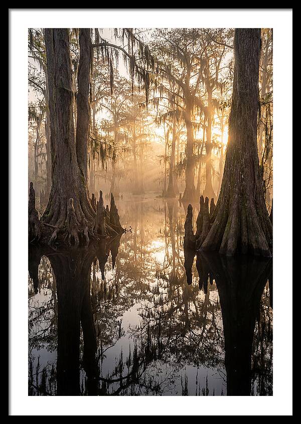 Cypress Swamp Serenity
