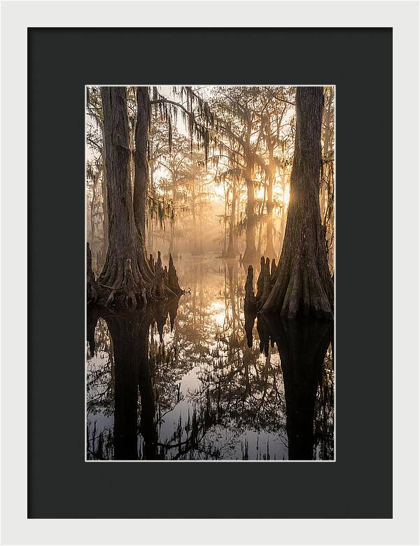 Cypress Swamp Serenity