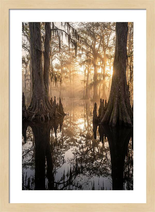 Cypress Swamp Serenity