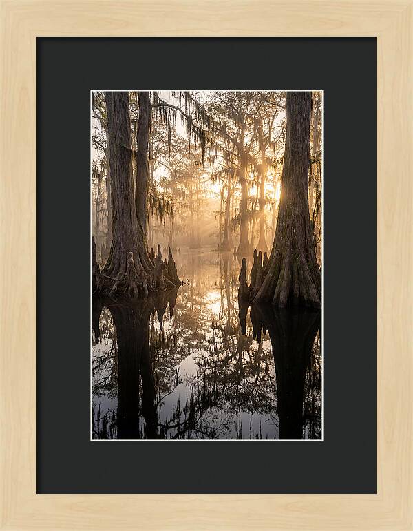 Cypress Swamp Serenity