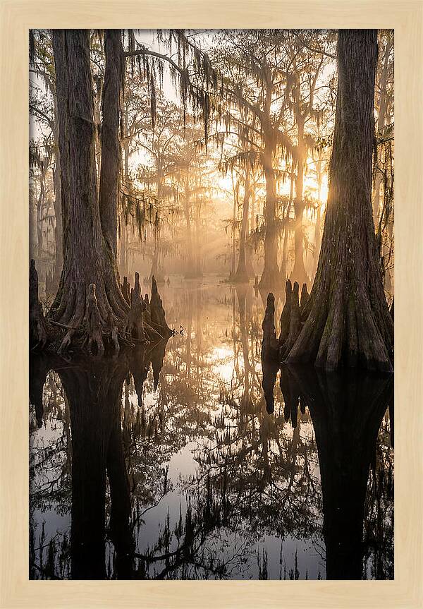Cypress Swamp Serenity