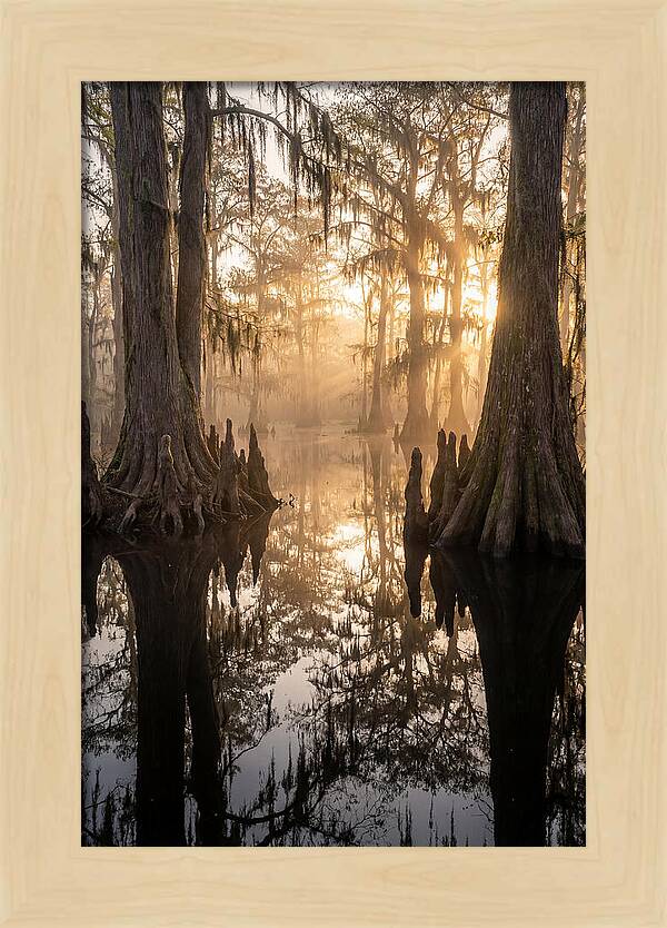 Cypress Swamp Serenity