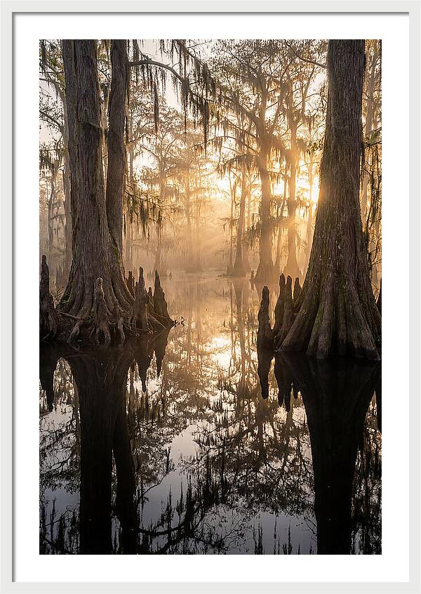 Cypress Swamp Serenity