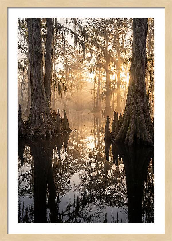 Cypress Swamp Serenity