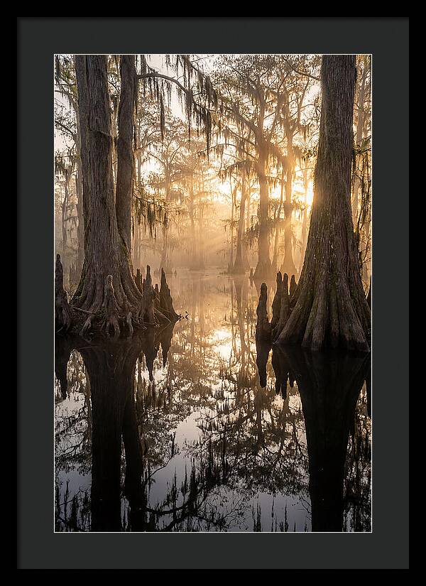 Cypress Swamp Serenity