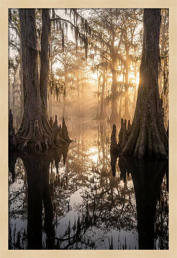Cypress Swamp Serenity