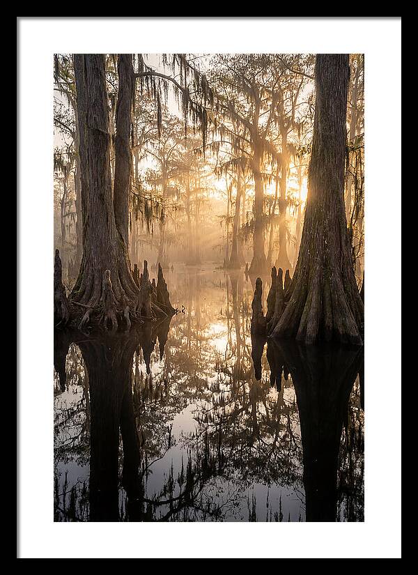 Cypress Swamp Serenity