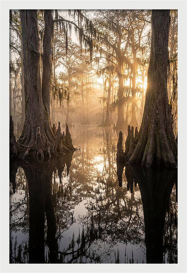 Cypress Swamp Serenity