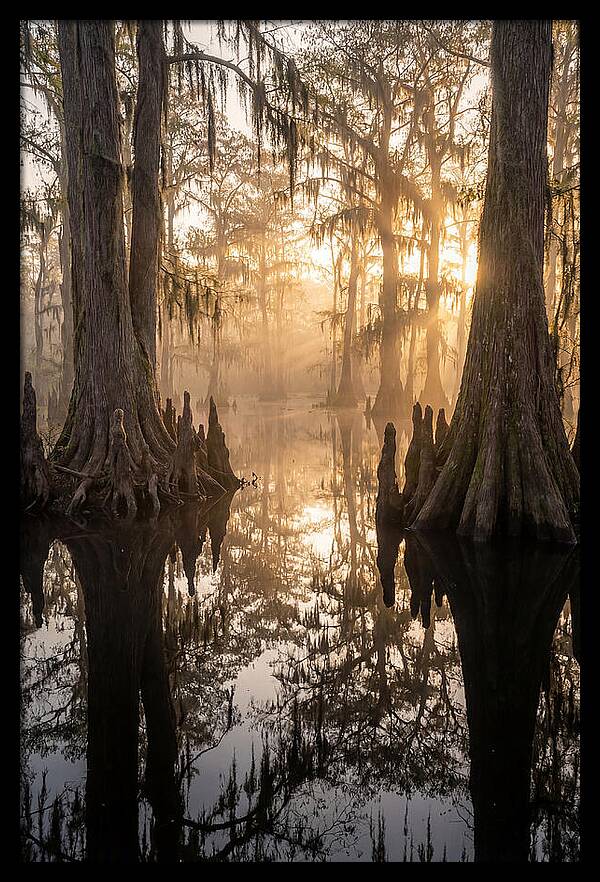 Cypress Swamp Serenity