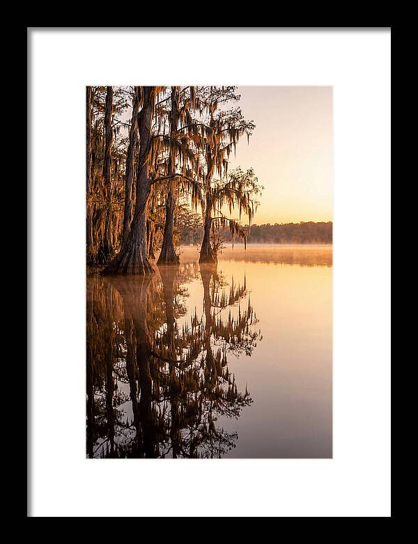 Cypress Trees At Lake Martin