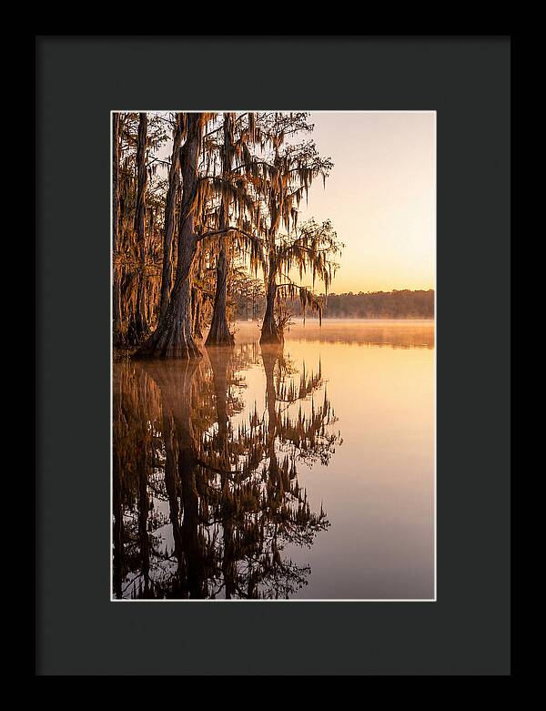 Cypress Trees At Lake Martin