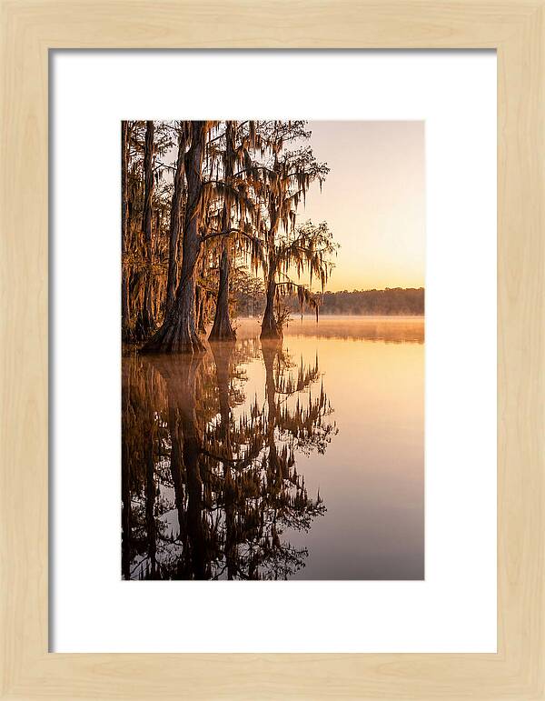 Cypress Trees At Lake Martin