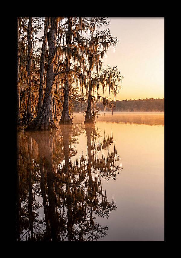 Cypress Trees At Lake Martin