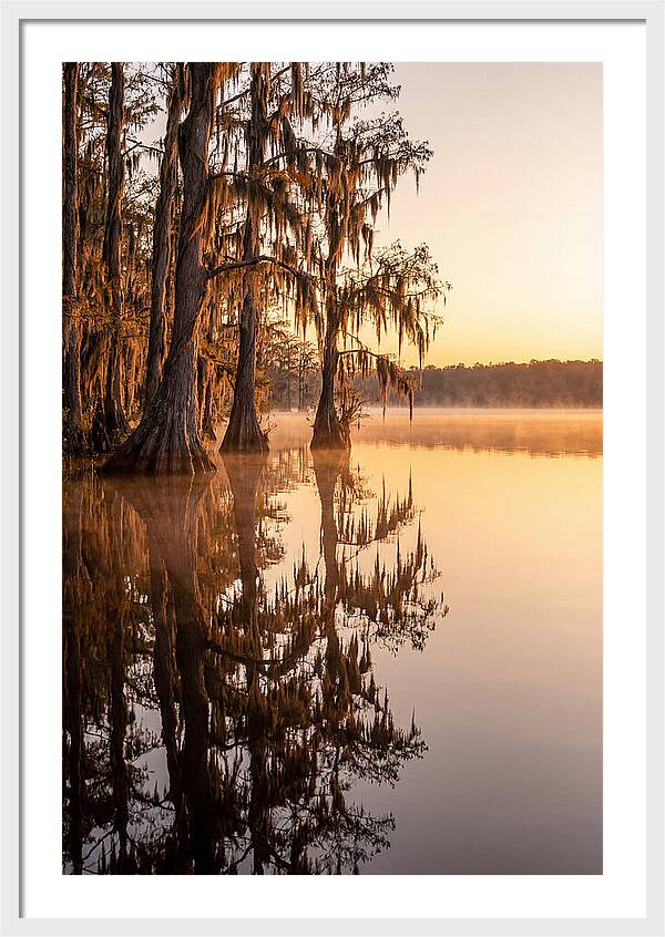 Cypress Trees At Lake Martin