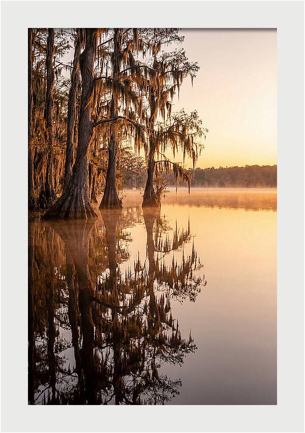 Cypress Trees At Lake Martin