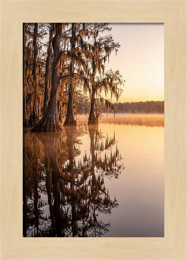 Cypress Trees At Lake Martin